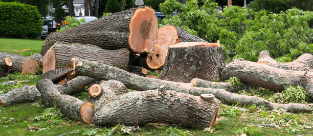 Reliable Cedar Glen West, NJ Tree Services Solutions