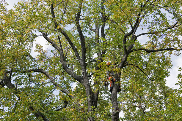 Best Tree Maintenance Programs  in Cedar Glen West, NJ